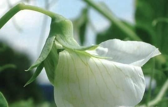 在家如何种豌豆