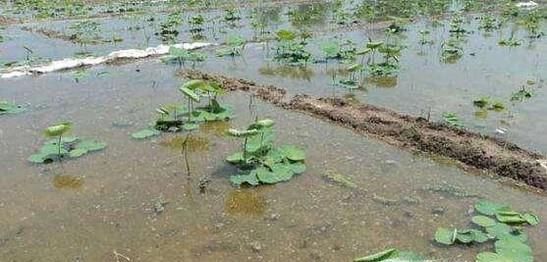 浅水莲藕种植之下种