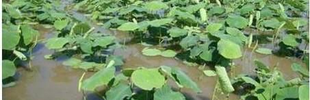 浅水莲藕种植之下种