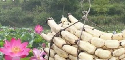 浅水莲藕种植之下种