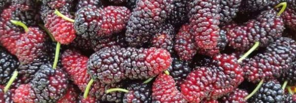 桑葚的功效与作用禁忌