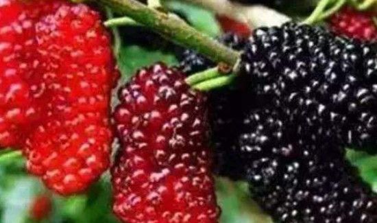 桑葚的功效与作用禁忌