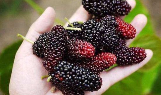 桑葚的功效与作用禁忌