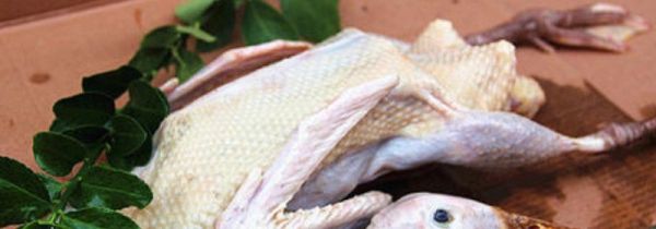 鸭子毛去不干净怎么办