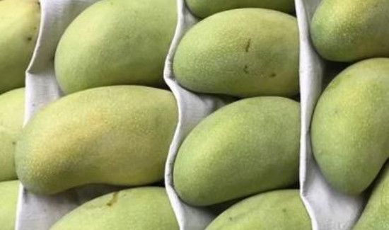 芒果太生了怎样熟得快一些