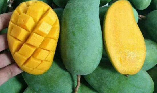 芒果太生了怎样熟得快一些