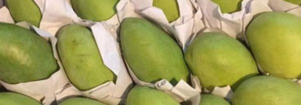 芒果太生了怎样熟得快一些