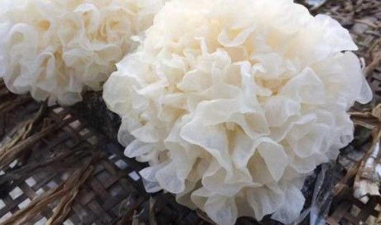 鲜银耳有毒吗 辟谣