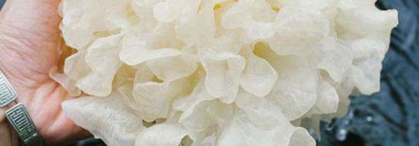 鲜银耳有毒吗 辟谣