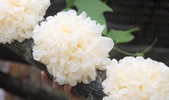 鲜银耳有毒吗 辟谣