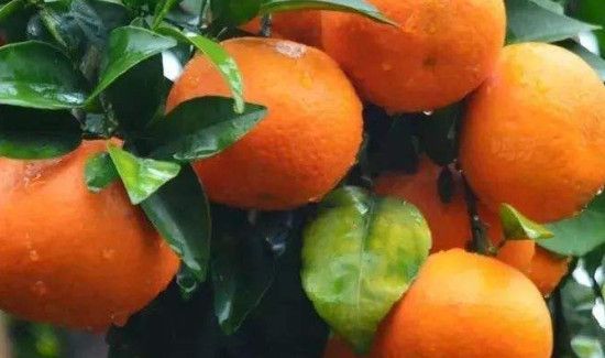 沃柑的功效与作用,上火吗?