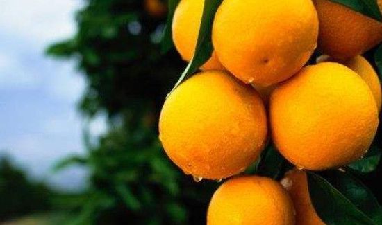 橙子和猕猴桃能一起吃吗