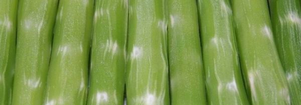 莴笋发芽还能吃吗