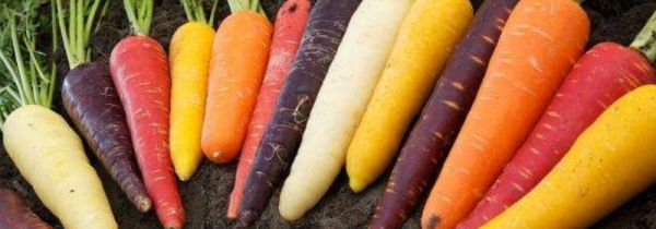 白萝卜不宜与7种食物一起吃