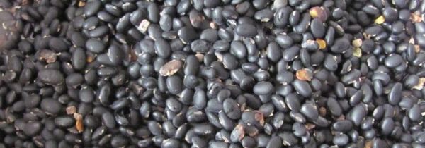 在家里怎么生黑豆芽