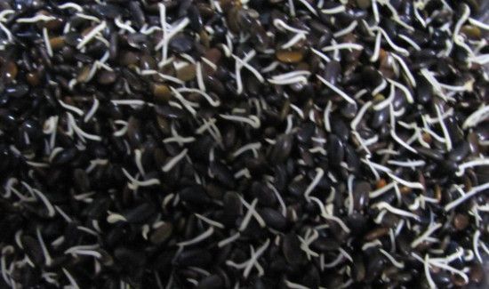 在家里怎么生黑豆芽