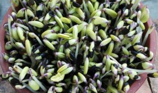 在家里怎么生黑豆芽
