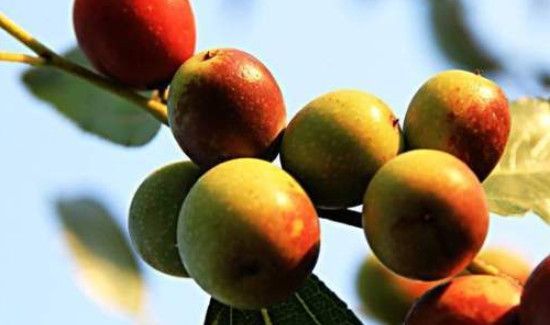 吃酸枣的好处和坏处
