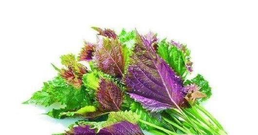 如何判断孩子食物中毒？又该如何进行家庭救治？