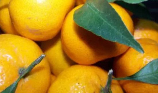 桔子和橘子的区别是什么