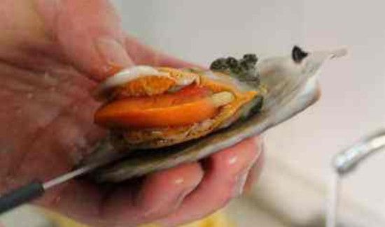 扇贝的腮和黄的区别