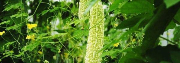 苦瓜有什么功效
