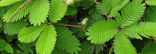 含羞草煮水作用与功效