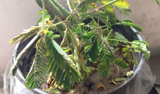 含羞草煮水作用与功效