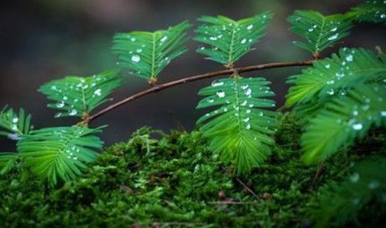 含羞草煮水作用与功效