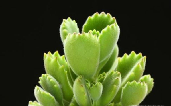 熊童子怎么养才能有红爪子