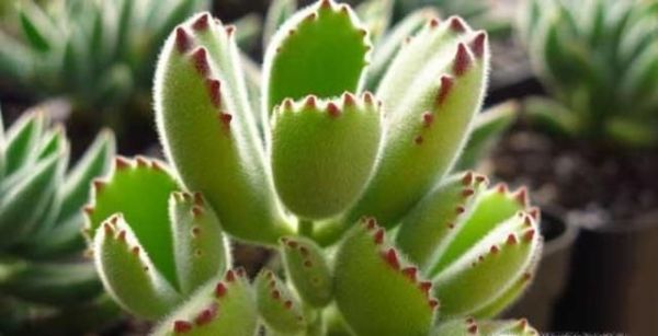 熊童子怎么养才能有红爪子