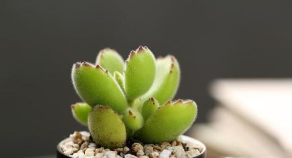 熊童子怎么养才能有红爪子