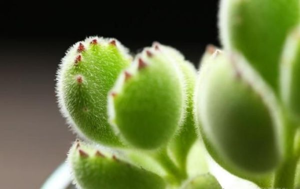 熊童子怎么养才能有红爪子