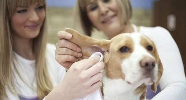 宠物美容师培训学校多少钱