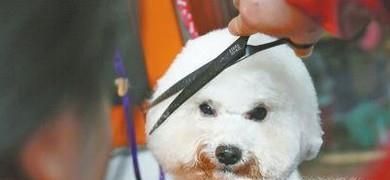 宠物美容师培训学校多少钱