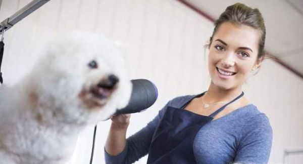 宠物美容师培训学校多少钱