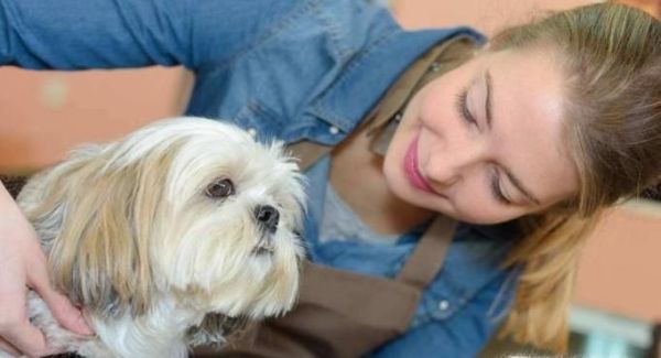 宠物美容师培训学校多少钱