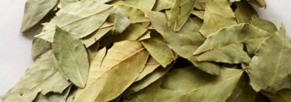 真香叶与假香叶的区别