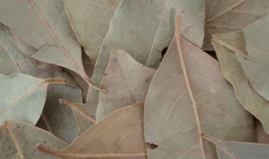 真香叶与假香叶的区别