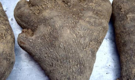 大薯和山药的区别