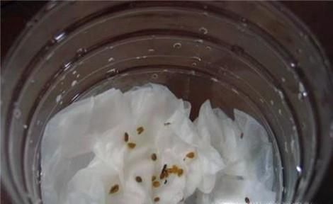 阳台种菜：蔬菜种子如何催芽、育苗？