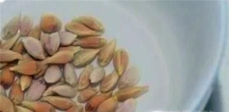 阳台种菜：蔬菜种子如何催芽、育苗？