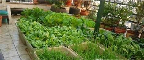 阳台种菜：蔬菜种子如何催芽、育苗？