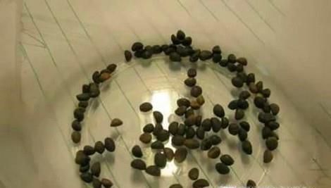 阳台种菜：蔬菜种子如何催芽、育苗？