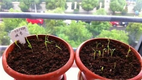 阳台种菜：蔬菜种子如何催芽、育苗？