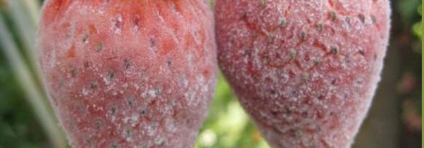 草莓上有白白一层能不能吃