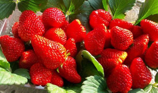 草莓上有白白一层能不能吃