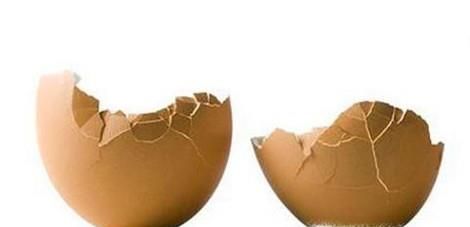 家庭如何利用厨余自制阳台种菜种花肥料