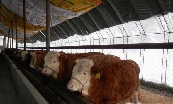 保暖牛棚怎么建