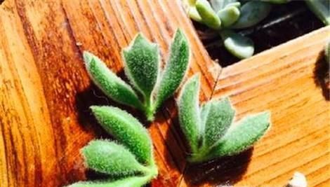 熊童子怎么繁殖